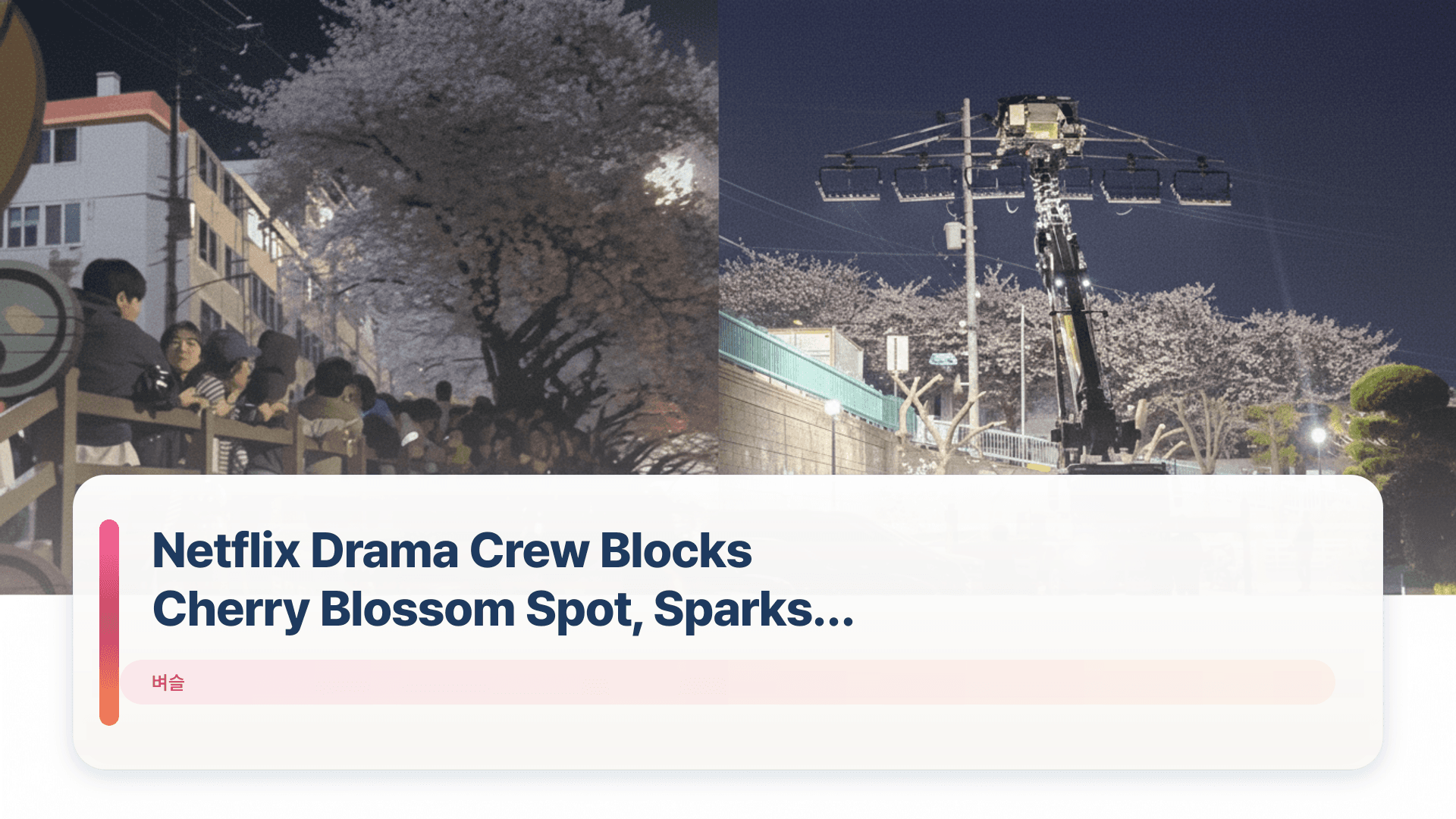 Netflix Drama Crew Blocks Cherry Blossom Spot, Sparks Anger